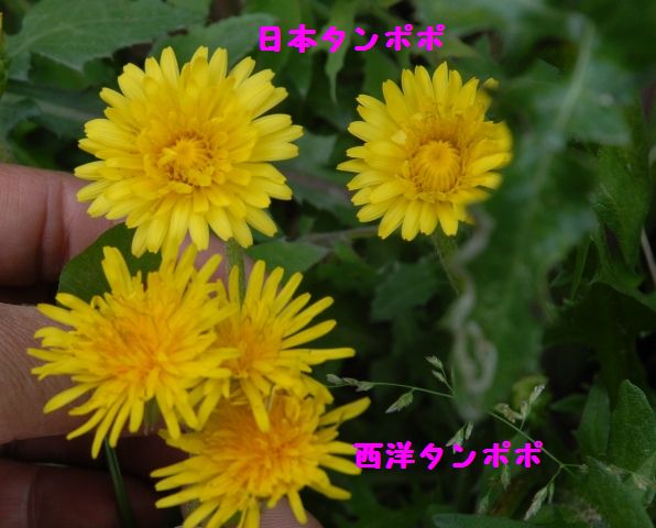 e0018604_16344647.jpg