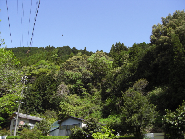 e0081334_104828.jpg