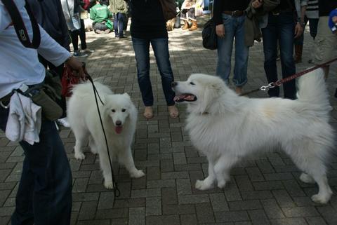 e0143442_20174058.jpg