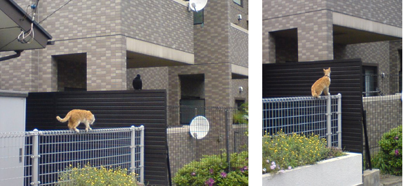 e0098256_8265179.jpg