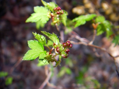 f0182173_1421717.jpg