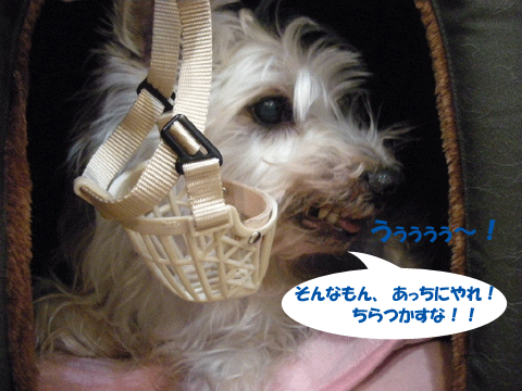 e0066883_21112268.gif