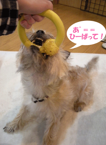 e0066883_21214383.gif