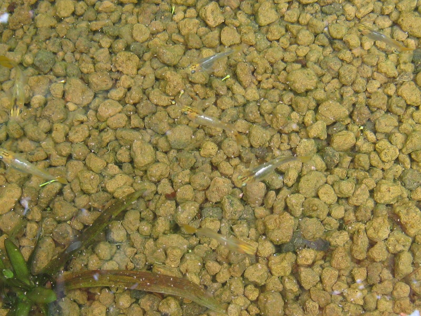 e0176785_17234242.jpg