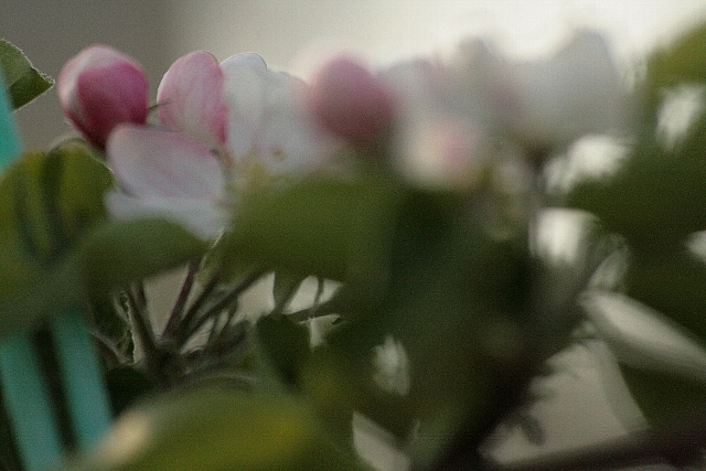 d0133693_21365822.jpg