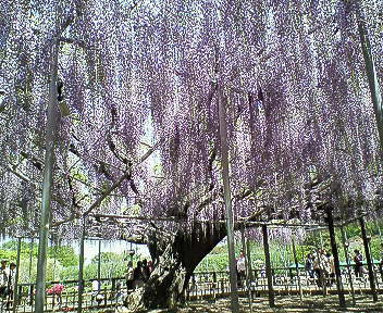 c0017505_15511711.jpg