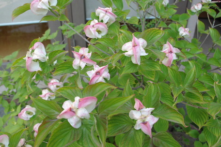 c0056707_8371762.jpg