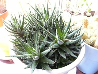e0098908_21391637.jpg