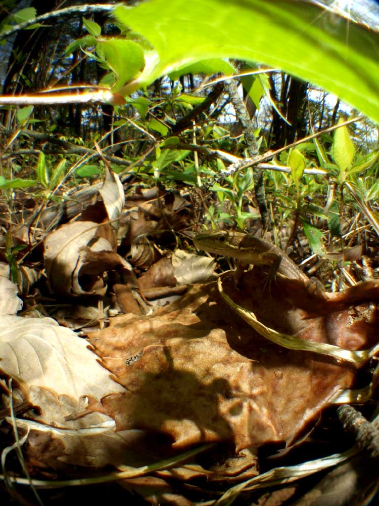 c0145418_2024738.jpg