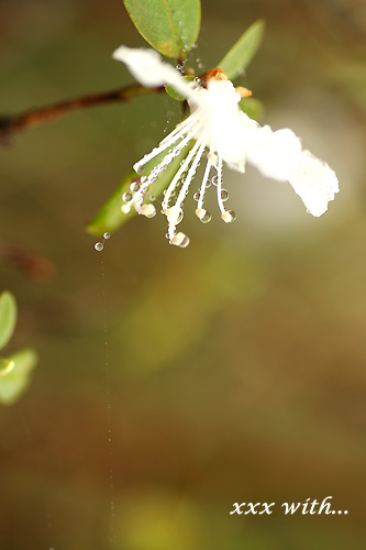 b0137325_1131369.jpg