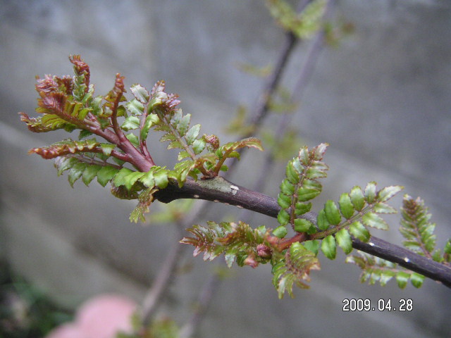 a0020929_956885.jpg