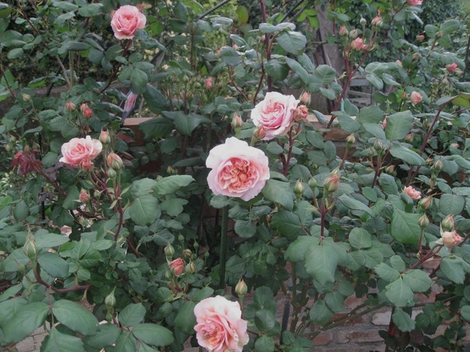 c0109235_22544399.jpg