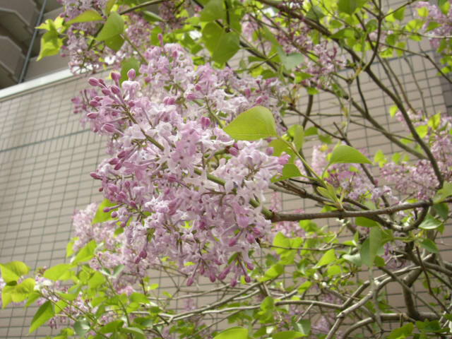 b0169238_17522514.jpg