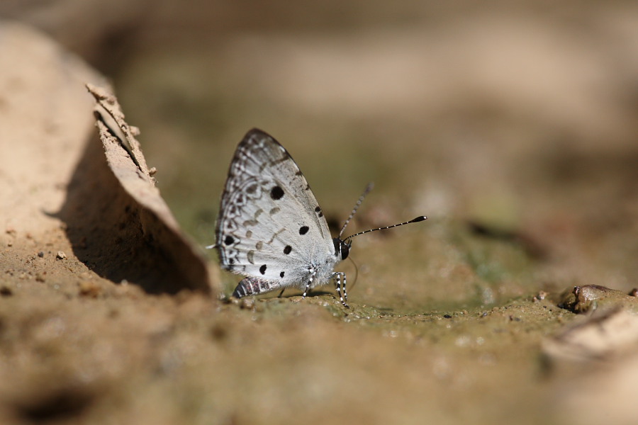 a0094850_21592486.jpg