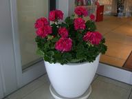 c0192852_1255280.jpg