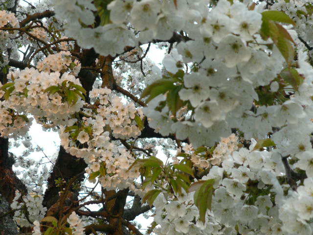 b0109054_4423240.jpg