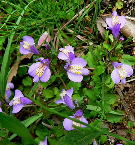d0091754_3434116.jpg