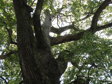 e0098256_11281343.jpg