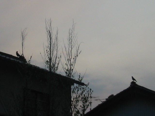 d0094868_19383.jpg