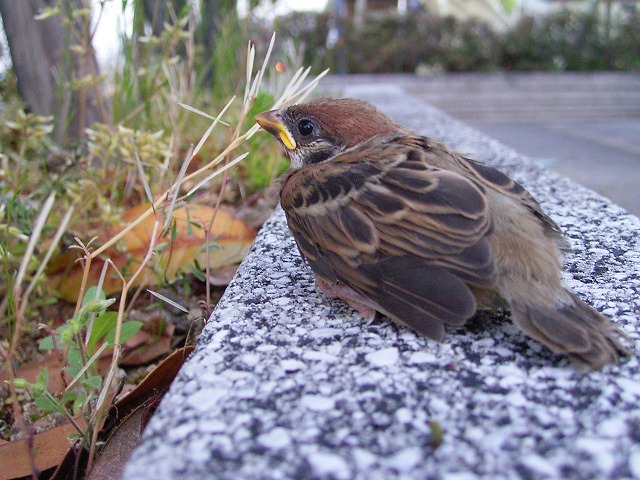 e0000968_21451516.jpg