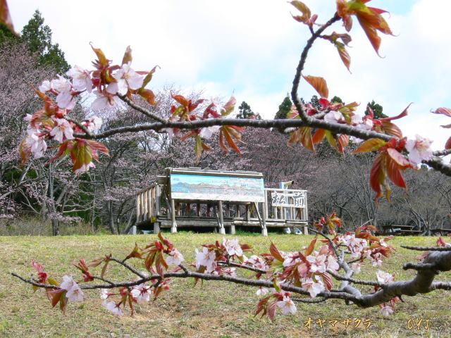 f0166871_1404339.jpg