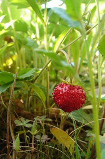 c0135480_17295777.jpg