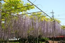 b0034381_1844660.jpg