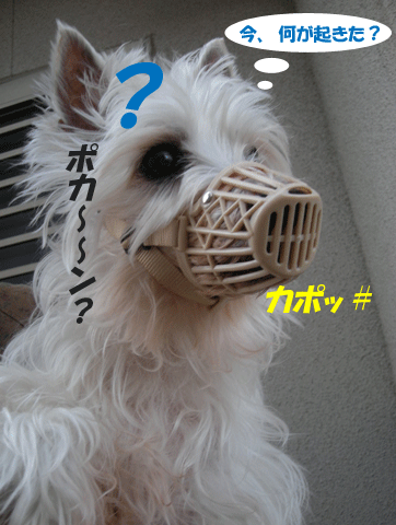e0066883_21141465.gif