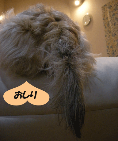 e0066883_2122397.gif