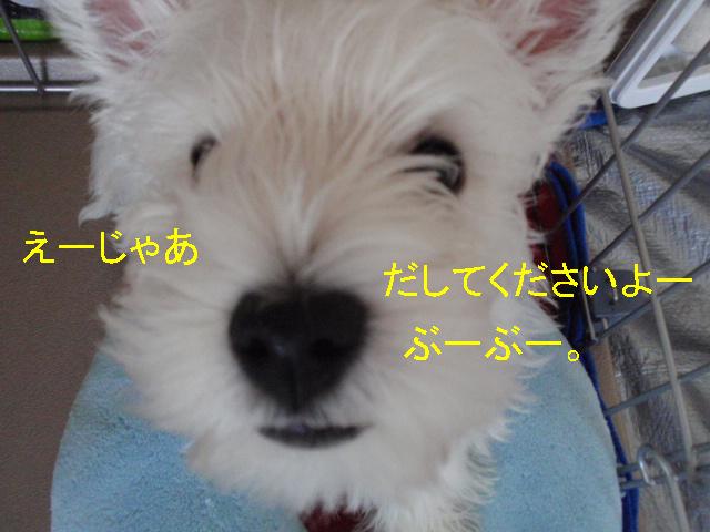 b0175712_10512943.jpg
