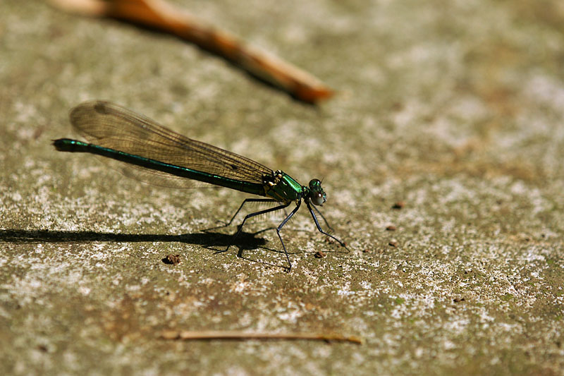 d0089024_17362798.jpg