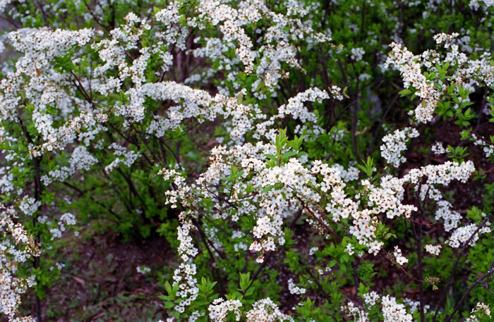 e0135024_21171559.jpg