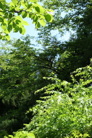 e0071225_014625.jpg