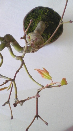 c0082534_10552220.jpg