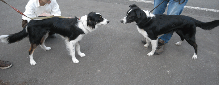 d0069235_22225387.gif