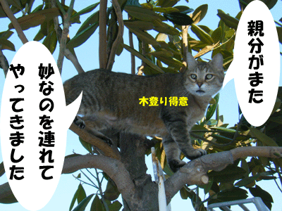 f0008935_134142.gif