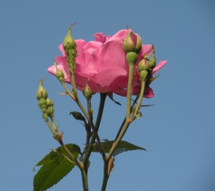 e0149340_1463757.jpg