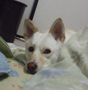 f0195543_22382040.jpg