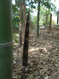 c0047449_1958461.jpg