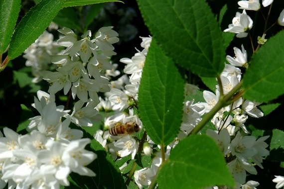e0156649_2012692.jpg