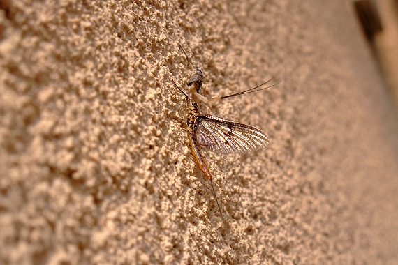 e0156649_20145088.jpg