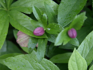 e0105760_9321665.jpg