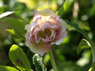 e0105760_9322834.jpg