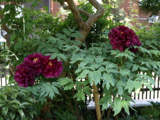 e0105760_932303.jpg
