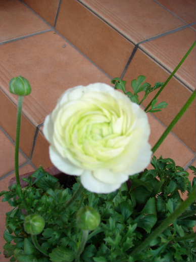 e0125465_1084481.jpg