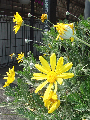 f0166066_1623897.jpg
