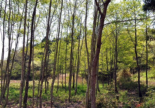 f0198771_0424421.jpg