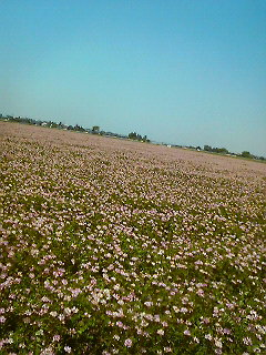 f0016981_2025623.jpg