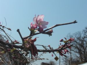 c0125899_13383795.jpg