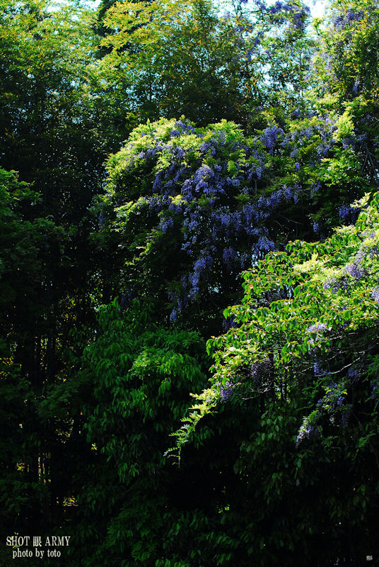 d0085501_1051487.jpg
